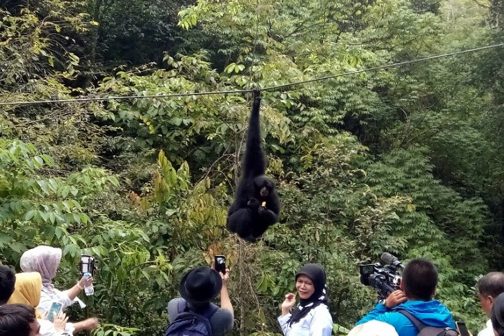 Melihat aksi ratusan monyet di Aek Nauli Danau Toba