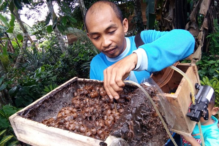 Sedut madu kelulut