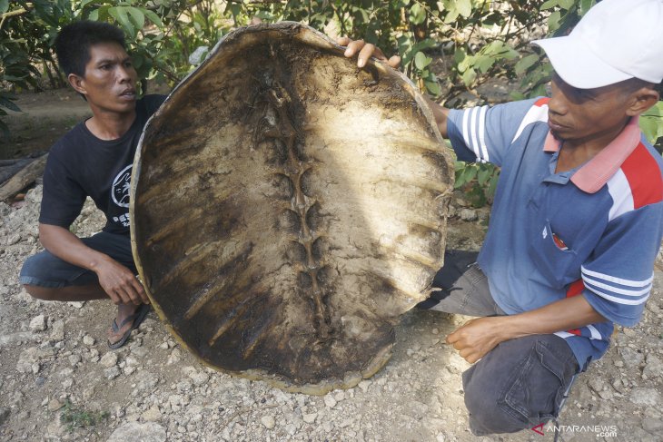 Cangkang penyu hijau langka