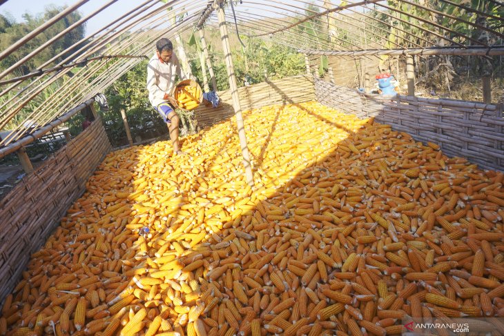 Harga jagung turun