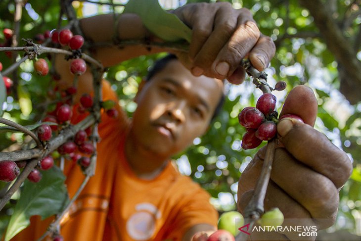 Panen kopi Liberika 