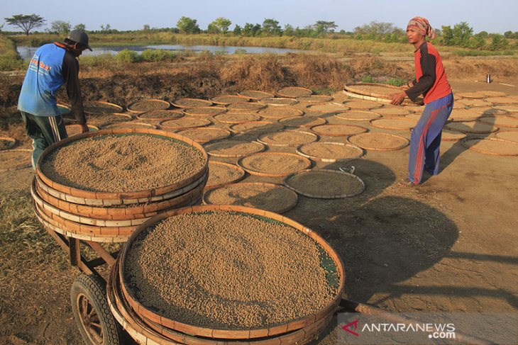 Produksi pakan ikan 