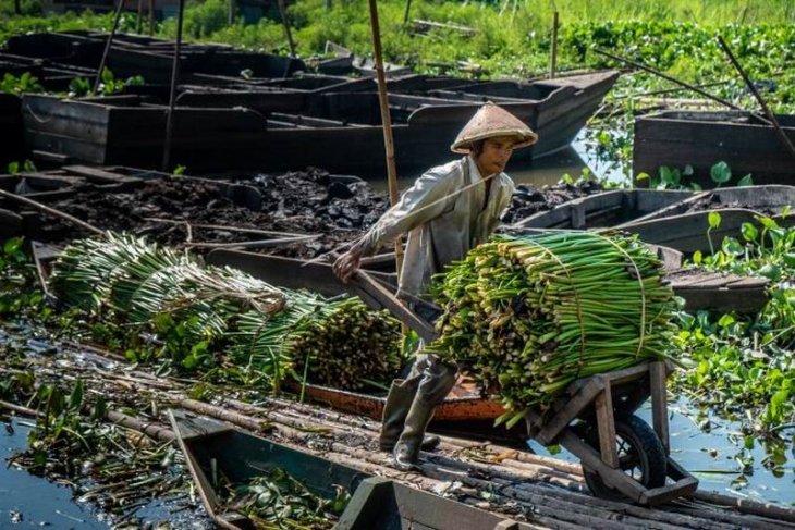 Pemanfaatan tanaman eceng gondok