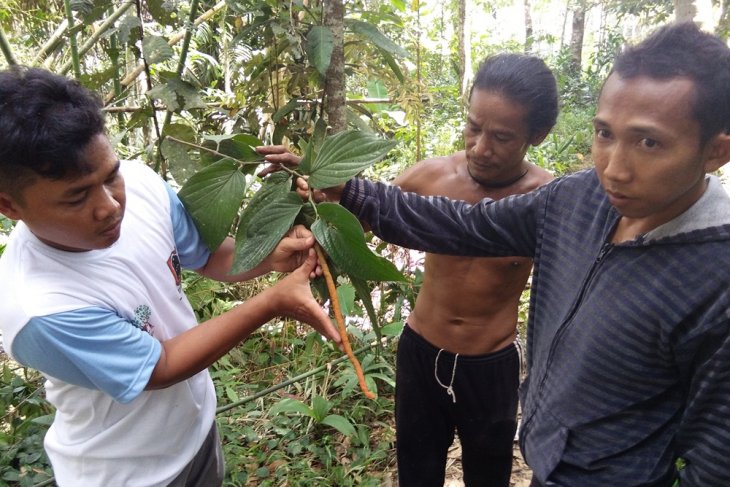 Identifikasi tanaman berpotensi obat herbal