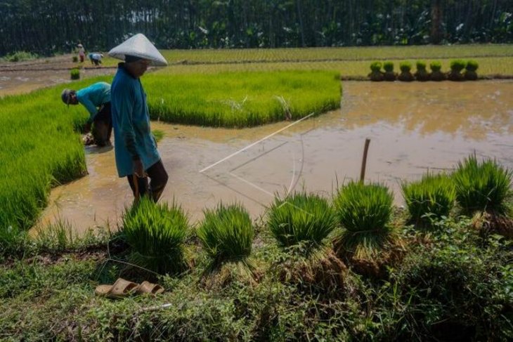 Target produksi padi nasional