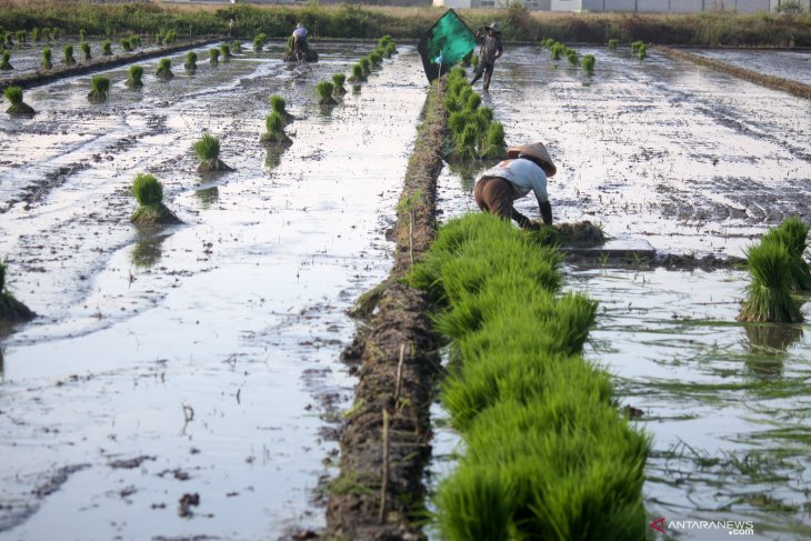 Menanam Padi Secara Tradisional