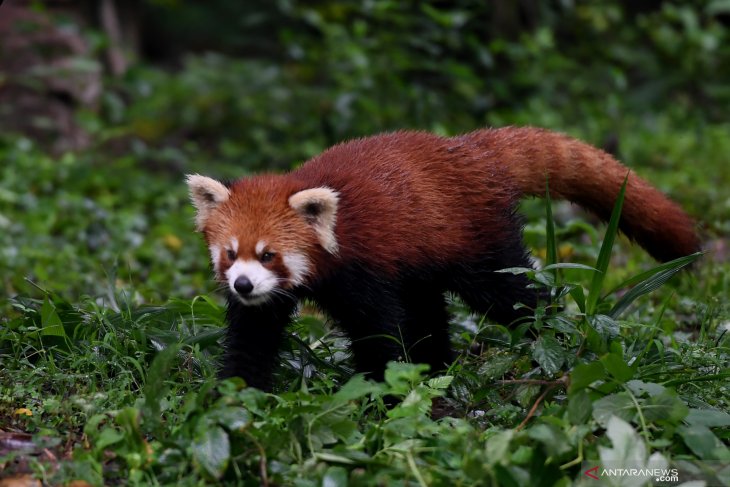 Panda Merah China