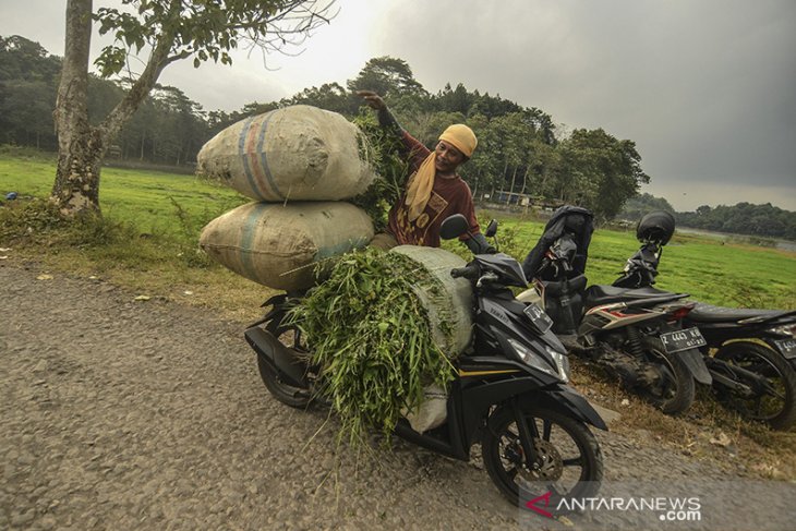 Kesulitan mencari rumput 