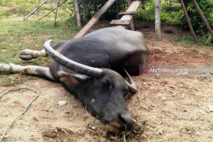 Sepuluh ekor kerbau di Aceh Barat mati mendadak