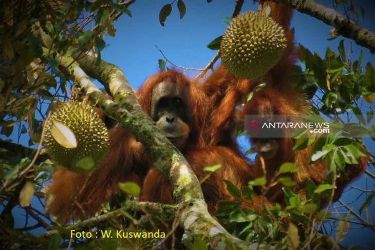 PLTA Batang Toru kecam penembakan Orangutan di Aceh