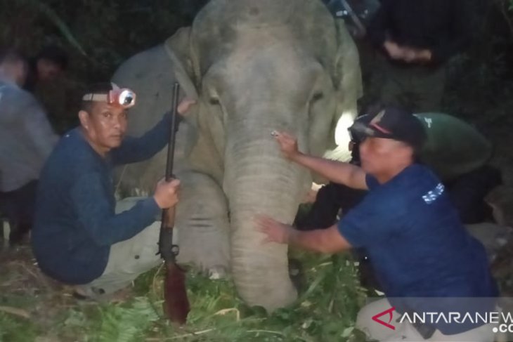 Polda Jambi bersama BKSDA pasang GPS colar gajah Sumatera