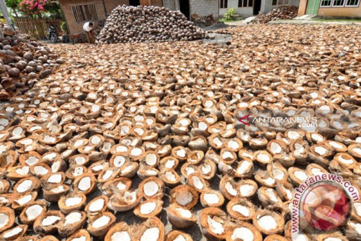 Di Manado, harga kopra bertahan di Rp5.100/kg