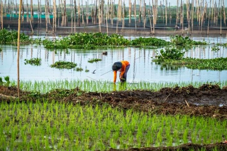 Menanam padi di kawasan danau Rawa Pening