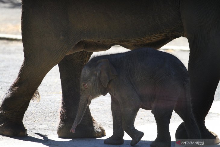 Bayi Gajah Sumatera