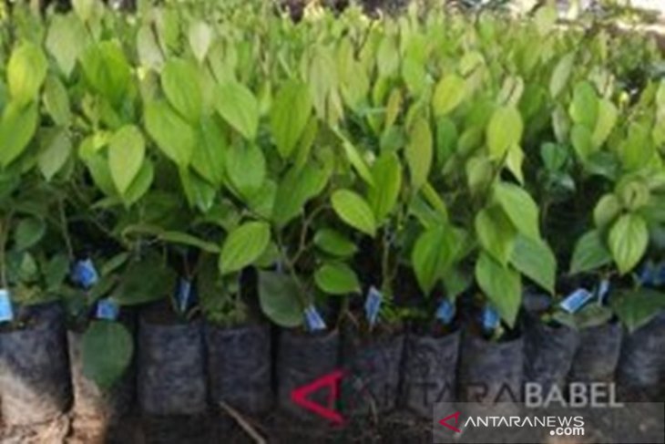 Pemprov Babel akan salurkan 1,6 juta bibit lada putih