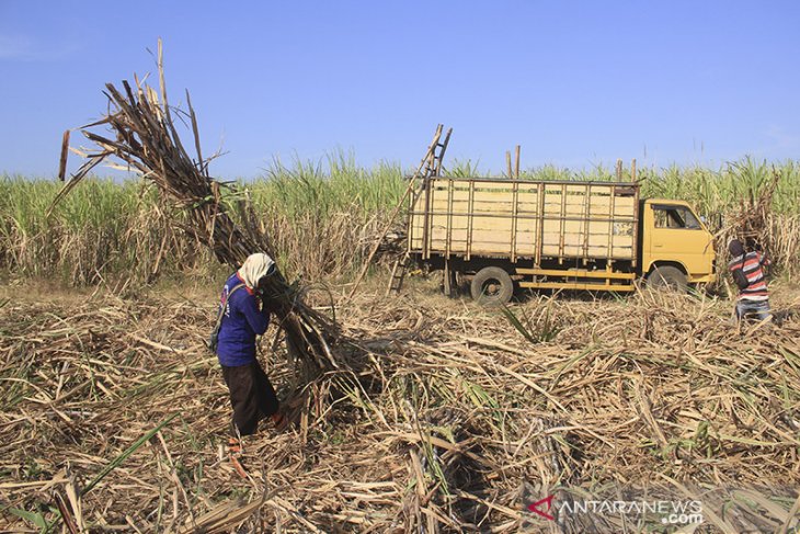 Produksi gula nasional 