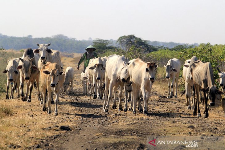 Target populasi sapi nasional 