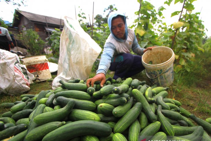 Hasil Panen Timun Di Kalsel Turun