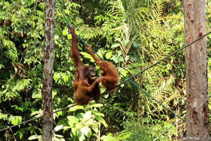 Orangutan Semenggoh Wildlife Centre