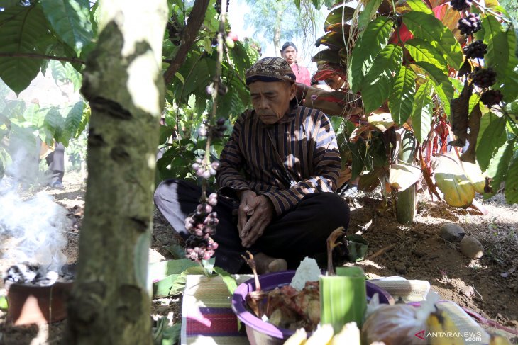 Tradisi upacara petik kopi