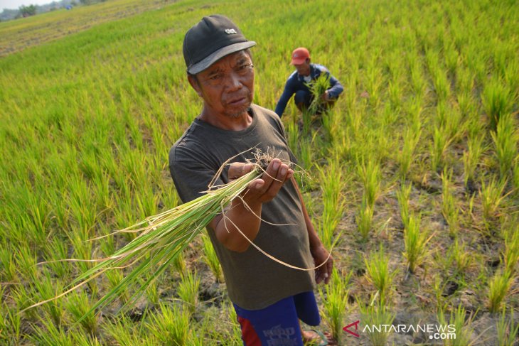 Tanaman padi dibiarkan terlantar
