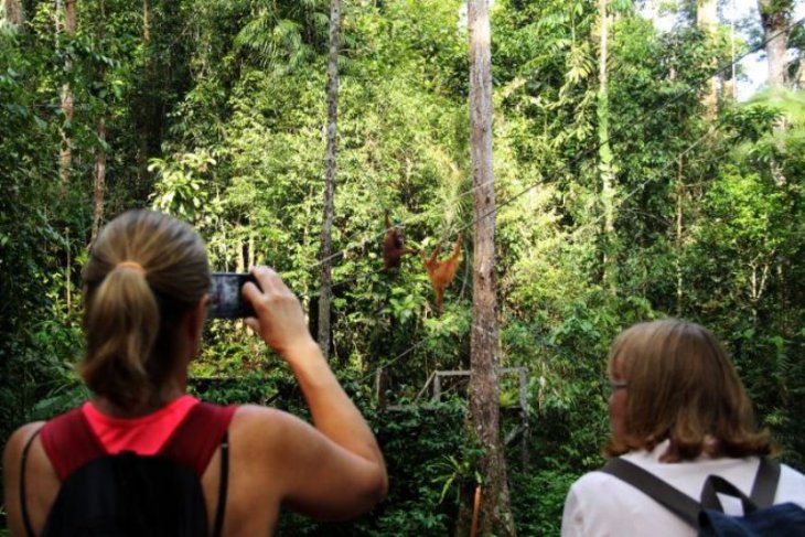 Orangutan di Semenggoh Wildlife Centre