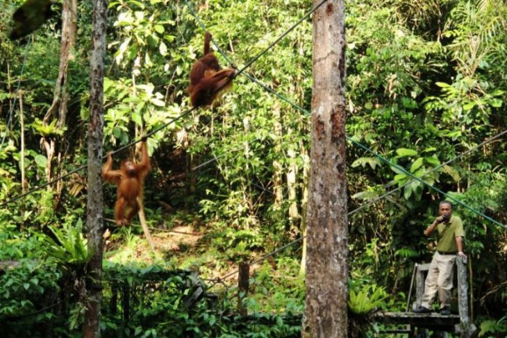 Orangutan di Semenggoh Wildlife Centre