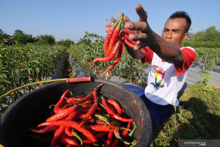 Produksi cabai merah menurun