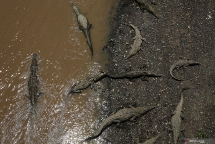 Sungai Dengan Populasi Buaya Terpadat di Dunia