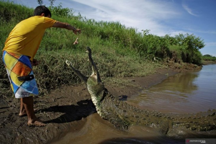 Sungai Dengan Populasi Buaya Terpadat di Dunia