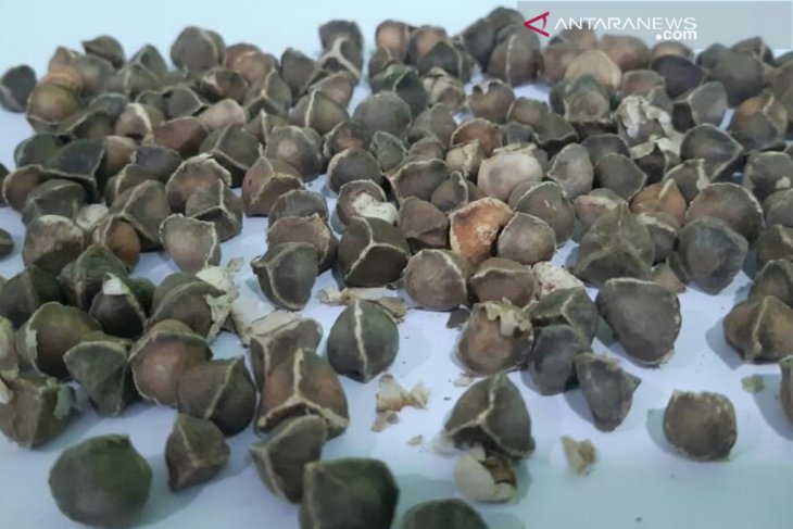 Bahan obat herbal dari Cilegon diekspor ke Tiongkok
