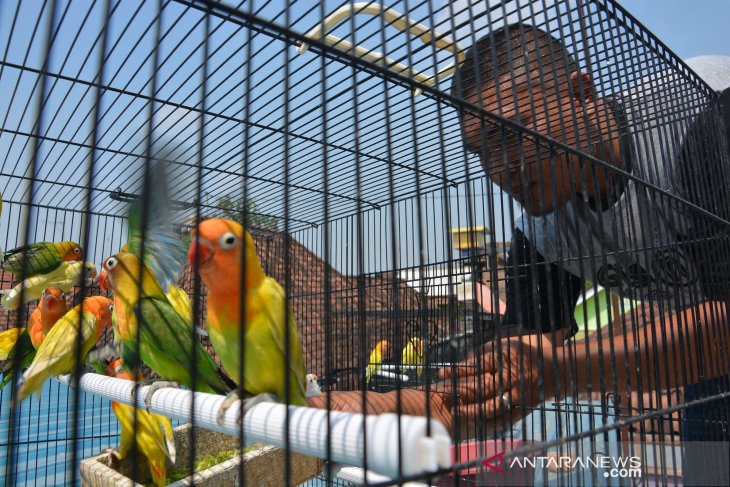 Ternak burung lovebird di Jombang