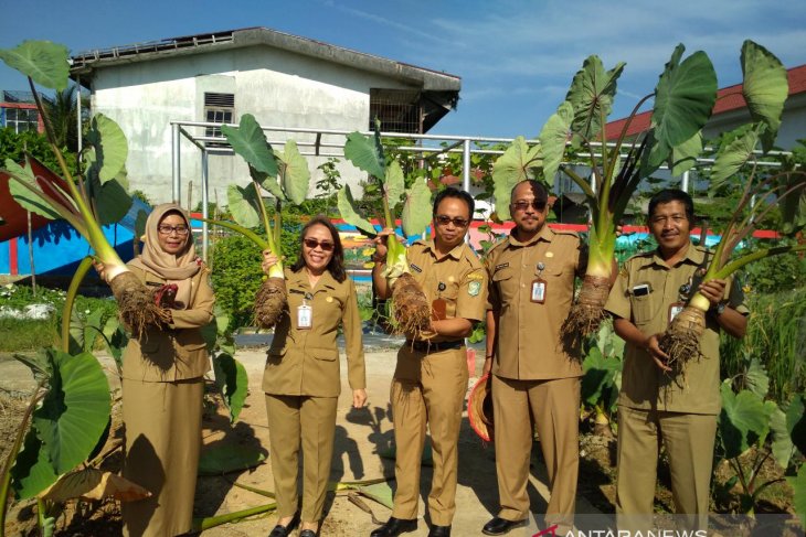 Produksi Keladi Singkawang 20 ton per hektare