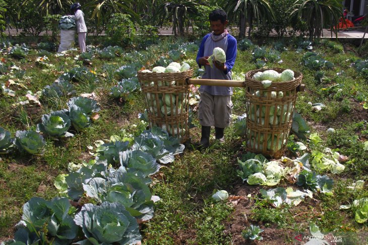 Lahan kubis terserang ulat