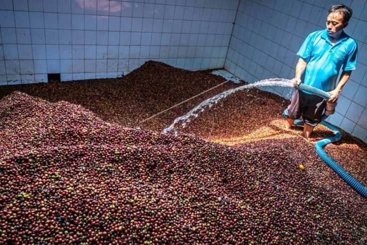 Menyortir biji kopi kering robusta