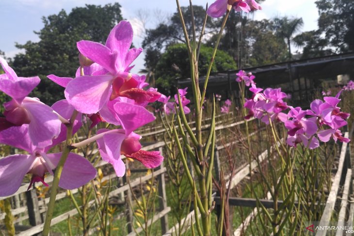 Taman Anggrek Sri Soedewi jadi kawasan agrowisata dan edukasi