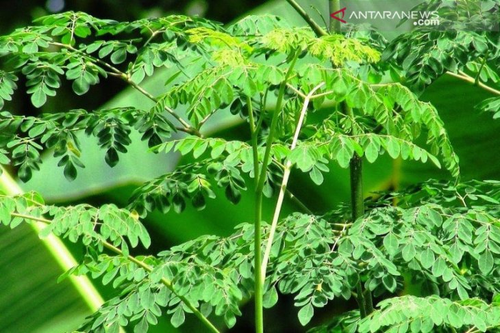 Mungkinkah daun kelor bisa mengatasi kekerdilan?