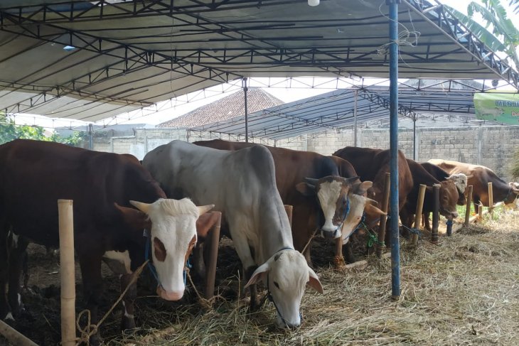 Wow, sapi dari Sukabumi diminati pejabat hingga politisi
