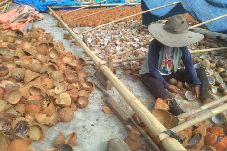 Harga komoditi kopra di Sulut naik 60 Persen