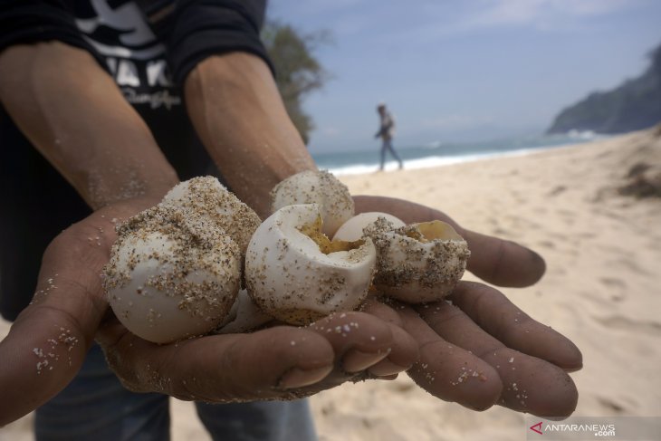 Konservasi telur penyu