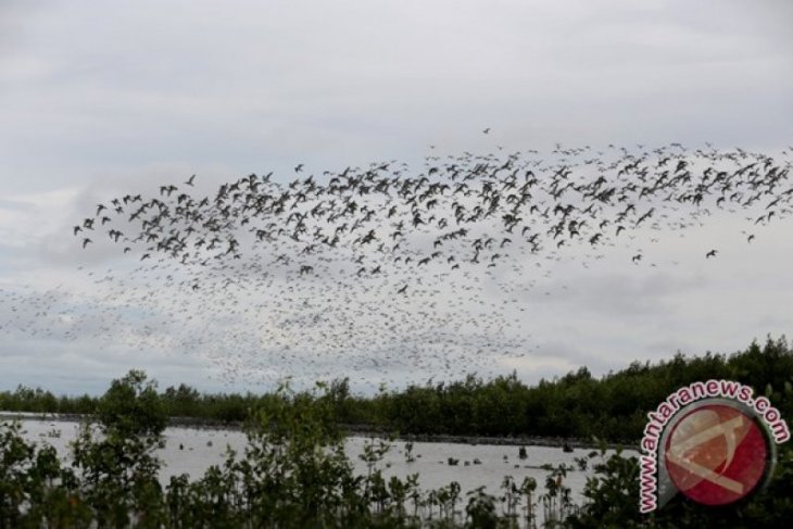 Siberia birds will no longer migrate to Sembilang Park: Walhi