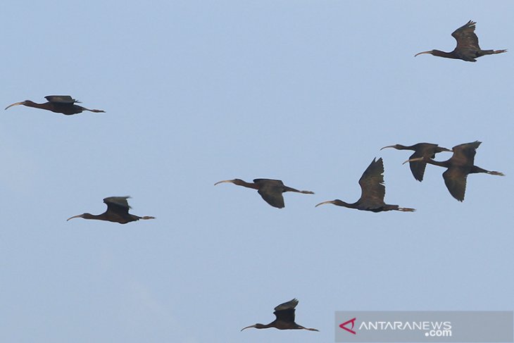 Habitat baru burung air 