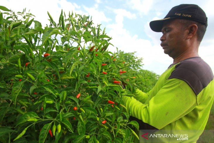 Cabe Hiyung Dari Kabupaten Tapin Kalsel