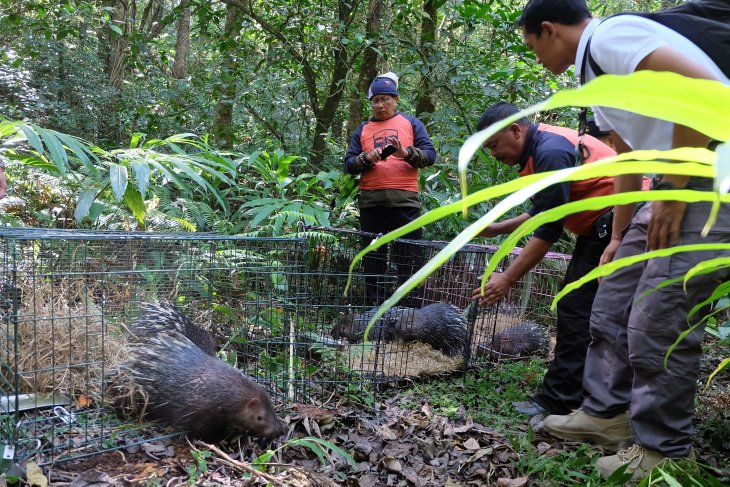 Six Javanese porcupines released into Lake Buyan Natural Park