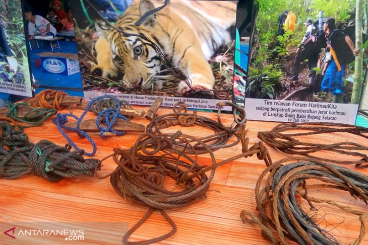 BKSDA sebut jerat pemburu picu kepunahan harimau Sumatera - ANTARA News