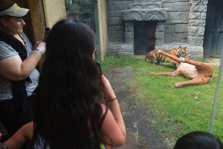 Pelatihan kemampuan berburu harimau