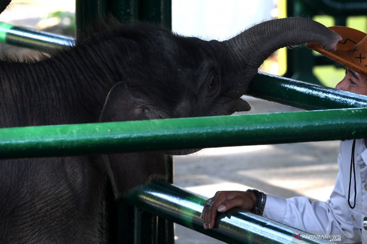 Bayi Gajah Sumatera KBS