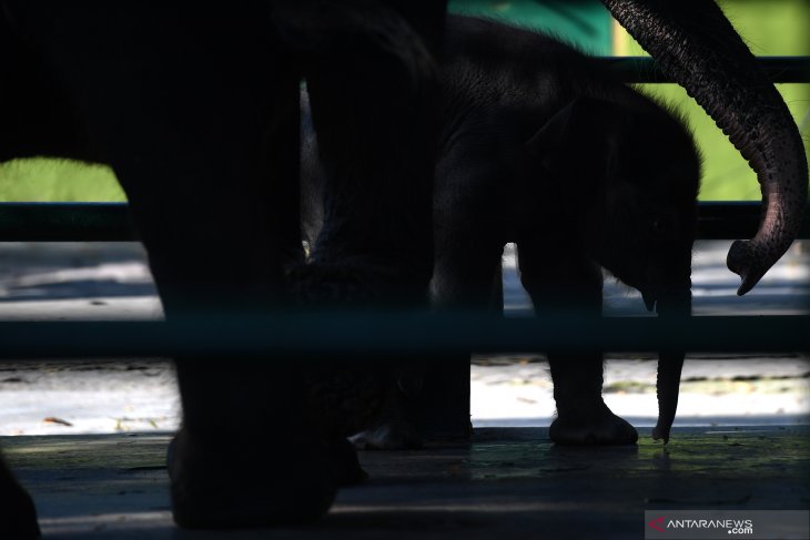 Bayi Gajah Sumatera KBS