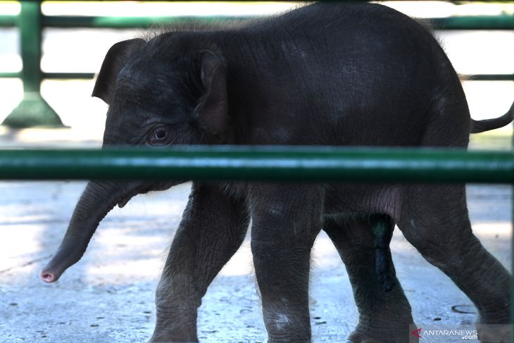Bayi Gajah Sumatera KBS