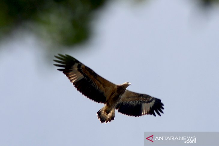 Bondol eagles only 18 left in Seribu Islands